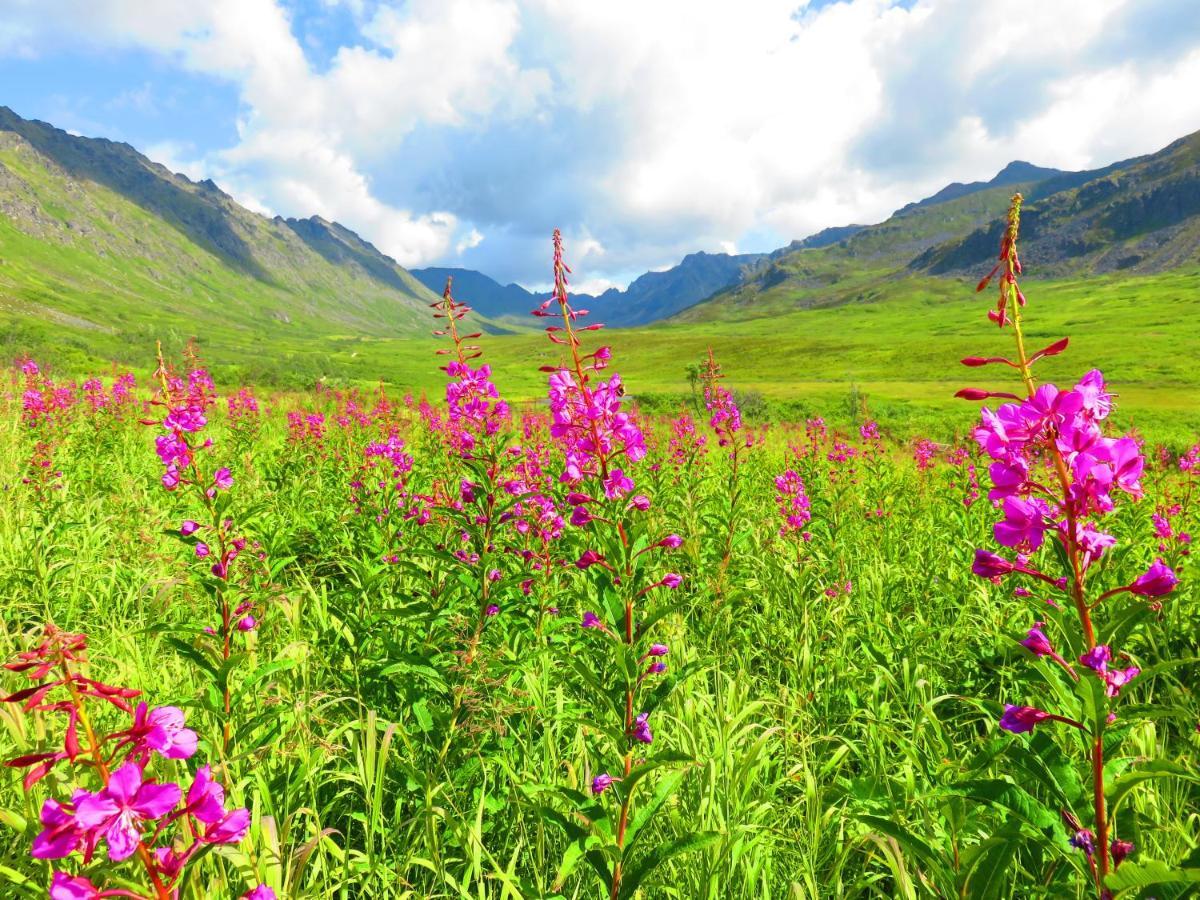 Hatcher Pass Cabins 팔머 외부 사진